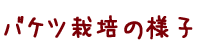 �o�P�c�͔|�̗l�q